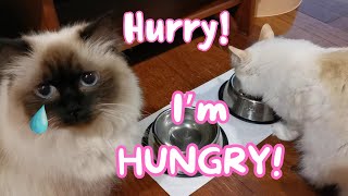 Endless Cat Wait: Mocha's Eternal Hunger!