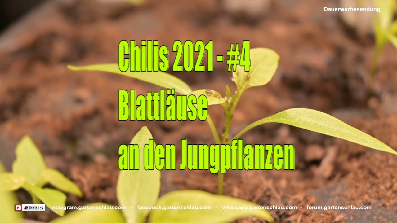 Blattläuse an Chili-Jungpflanzen: So stoppst du den Befall früh