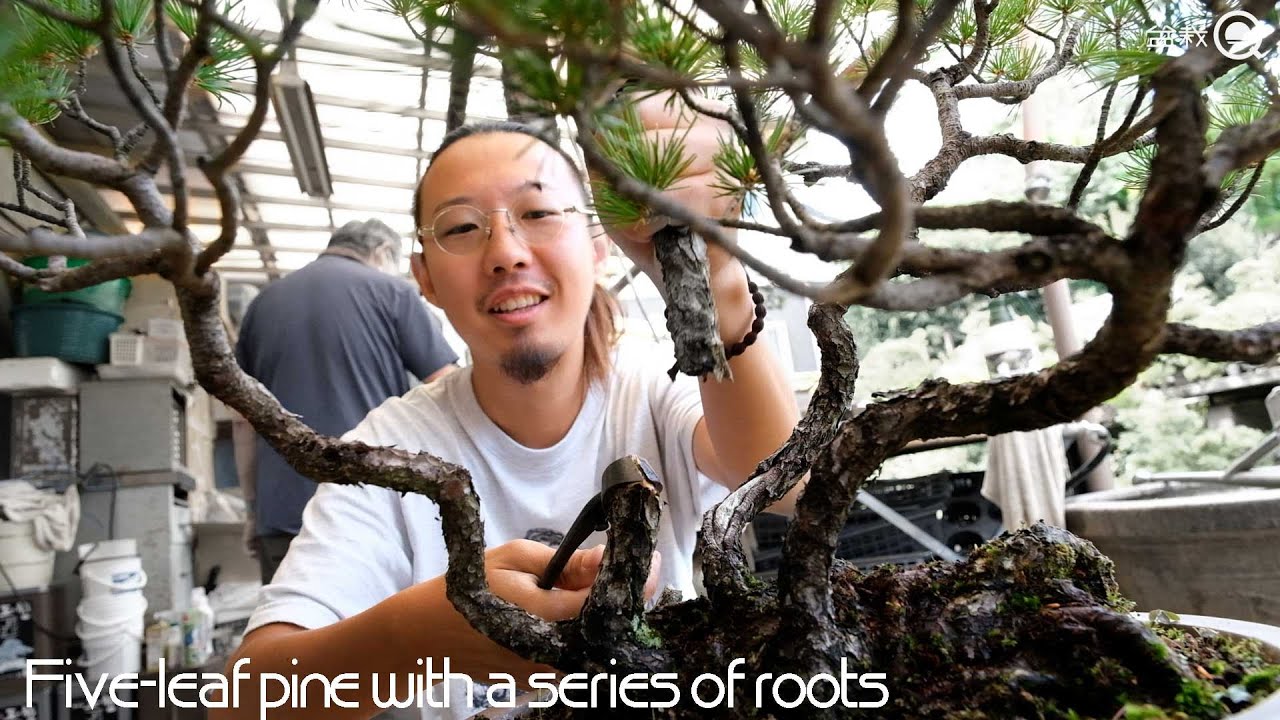 【五葉松】持ち崩した根連なりの五葉松を復活させる【盆栽Q】