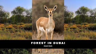 Found A New Forest In Dubai | Hans Krishnan | ദുബായിലെ ആരും കാണാത്ത കൊടും കാട്