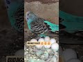 Budjigs mini colony 🏡 me Egg 🥚 aa gaye #shorts #budgiebreeding #budgie_videos #budgiecolony #video