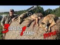 Triple Coyote