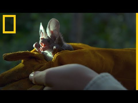 Descubre los fascinantes murciélagos mexicanos | National Geographic en Español hqdefault