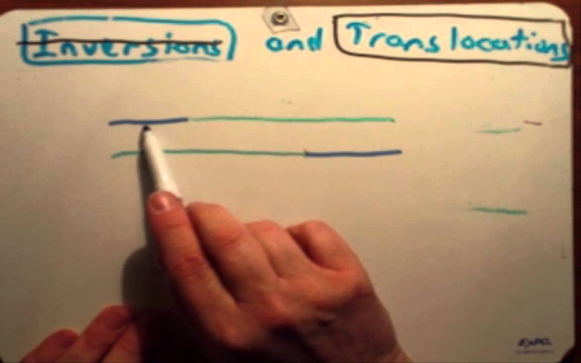 Translocations