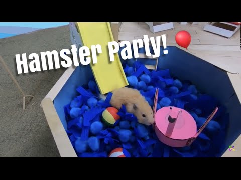 my-funny-pet-hamsters-have-a-pool-party!