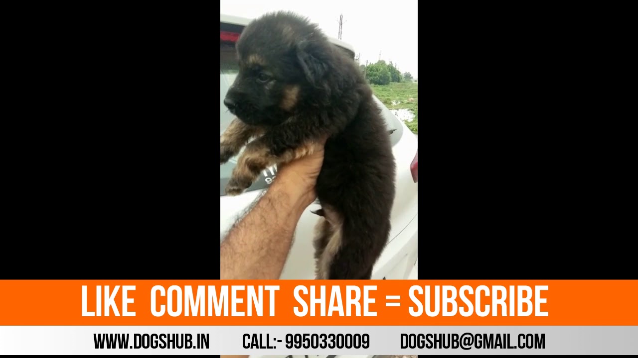 Good Quality German Shepard puppies sale Dogshub india sheppard software