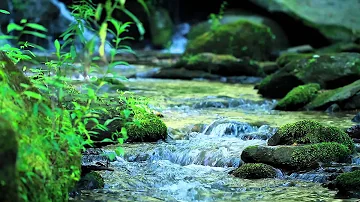 Nature Sounds Without Music - 10-Minutes of a Mountain Stream
