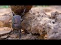 Dung Beetle Facts and Abilities