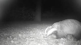 trail cam animal life365 Norfolk uk by trail cam animal life365 133 views 1 month ago 5 minutes, 39 seconds