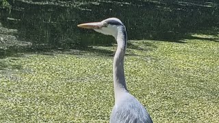 Heron bird hunting catching it's food and Flying
