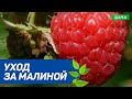 Уход за малиной после плодоношения. Особенности ухода за ремонтантной малиной.