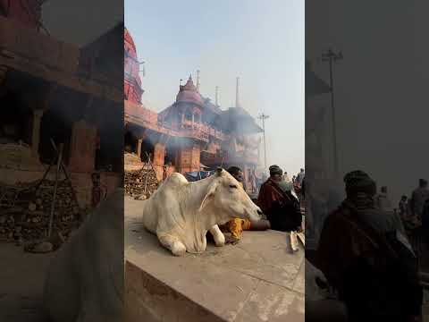 #shorts #viral #varanasi #kashi #apnabanaras #reels #banaras #assighat #ganga #mahadev #jai #funny