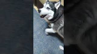 бесилки #husky #shortvideo #всемпривет