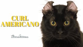 The American Curl Cat  in Detail (English subtitles)