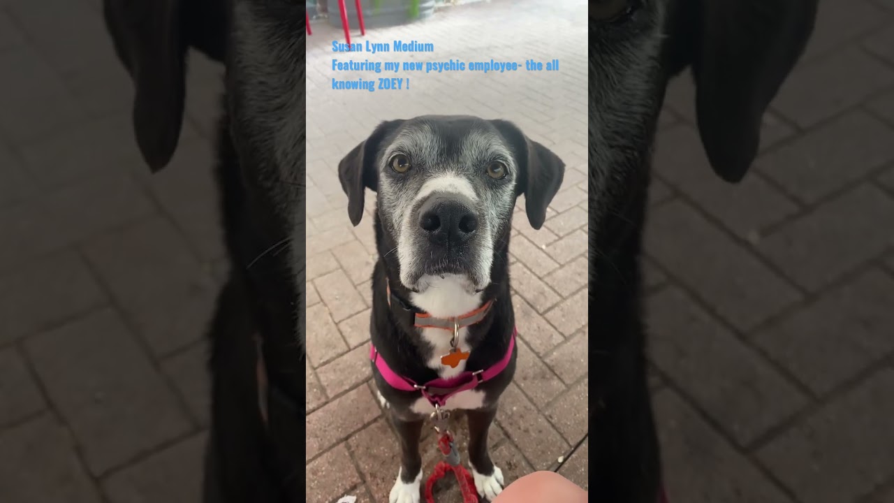 Представляю вам моего НОВОГО экстрасенса, ВСЕЗНАЮЩЕГО экстрасенса Зои! 🔮