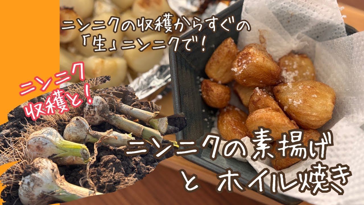 ニンニク収穫から、とれたての「生」ニンニクを美味しく食べるお料理を紹介！農家レシピ、ぜひ試してみてね！