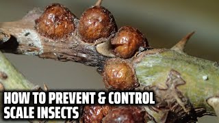 Scale Insects – How to prevent and control it screenshot 4