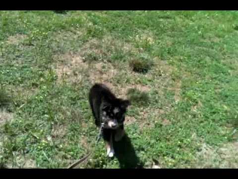 arlington-dog-walker---rio-6/18/10