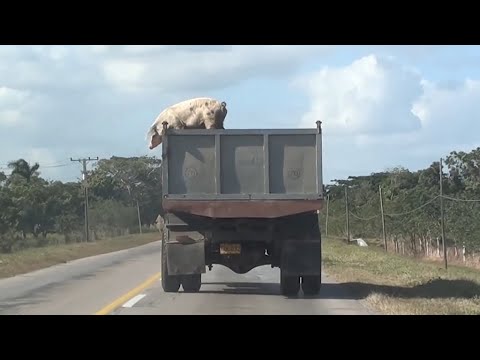 Escaping Death - Animals Fight To Stay Alive