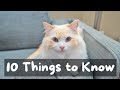 Things to Know Before Getting a Ragdoll Cat | The Cat Butler