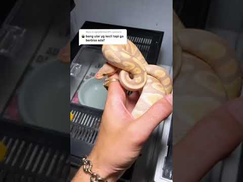 Video: Bisakah kamu memelihara ular hognose?