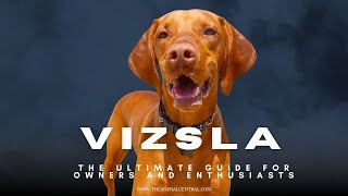 Meet The Vizsla - The Most Athletic Dog You Never Knew About!