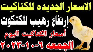 اسعار الكتاكيت البيضاء اليوم/ سعر الكتكوت الأبيض اليوم الجمعه 6-10-2023 في مصر