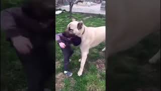 🐺You Don’t Train Khabibs Dog,  Khabibs Dog Does The Training🤼‍♂️