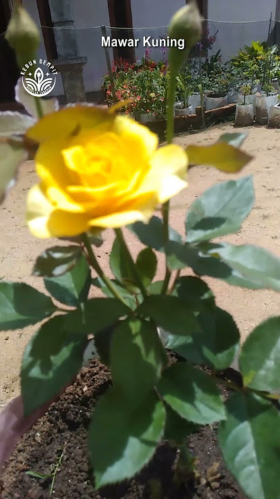 mawar kuning #mawar #rose #roses #bungamawar #mawarkuning #mawarimport