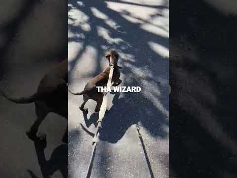 KENDRICK KENNELS.. LOOKING FOR AN OPP