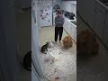 Busted !The Dog did what ?#DogLife #PetShorts #Shorts #YouTubeShorts #FYP #Trending#usashorts