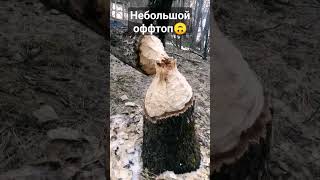 Следы жизнедеятельности бобров☺️ Неожиданный артефакт в лесу😁 #природа #бобры #лес #животные #грызун