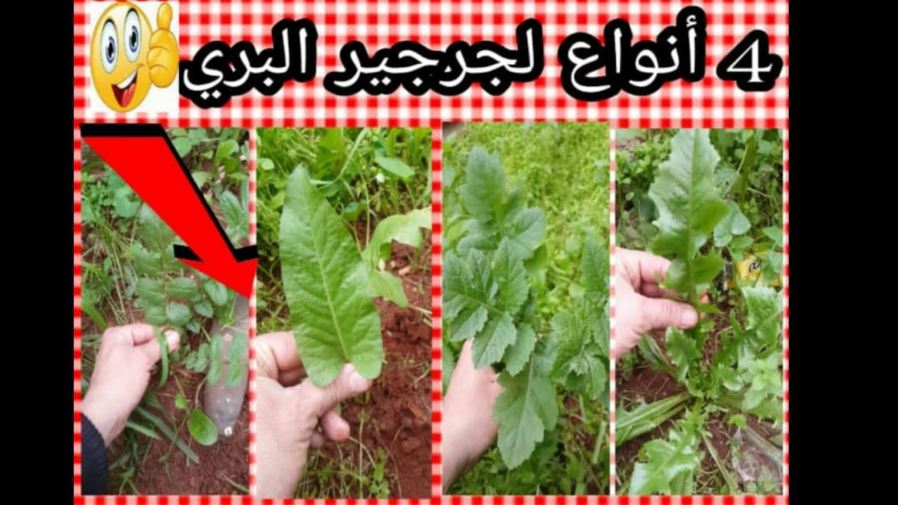 4 👈أنواع الجرجير البرى لمن لا يعرفها. فوائد و طريقة تقديم من أجل جهوزية حسون و كناري لتزاوج بقوة 💪💪