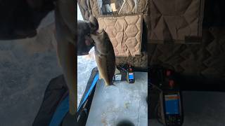 Largemouth Bass Ice Fishing🧊🎣