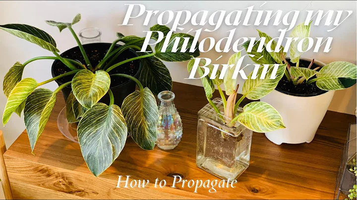 Erfahre, wie du deinen Philodendron Birkin vermehrst!