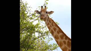Giraffe Eating Leaves Tree Top