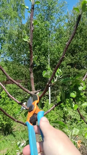 🌳ОБРЕЗКА ЯБЛОНИ ЛЕТОМ #обрезка #сад #обрезкаяблонивесной - YouTube