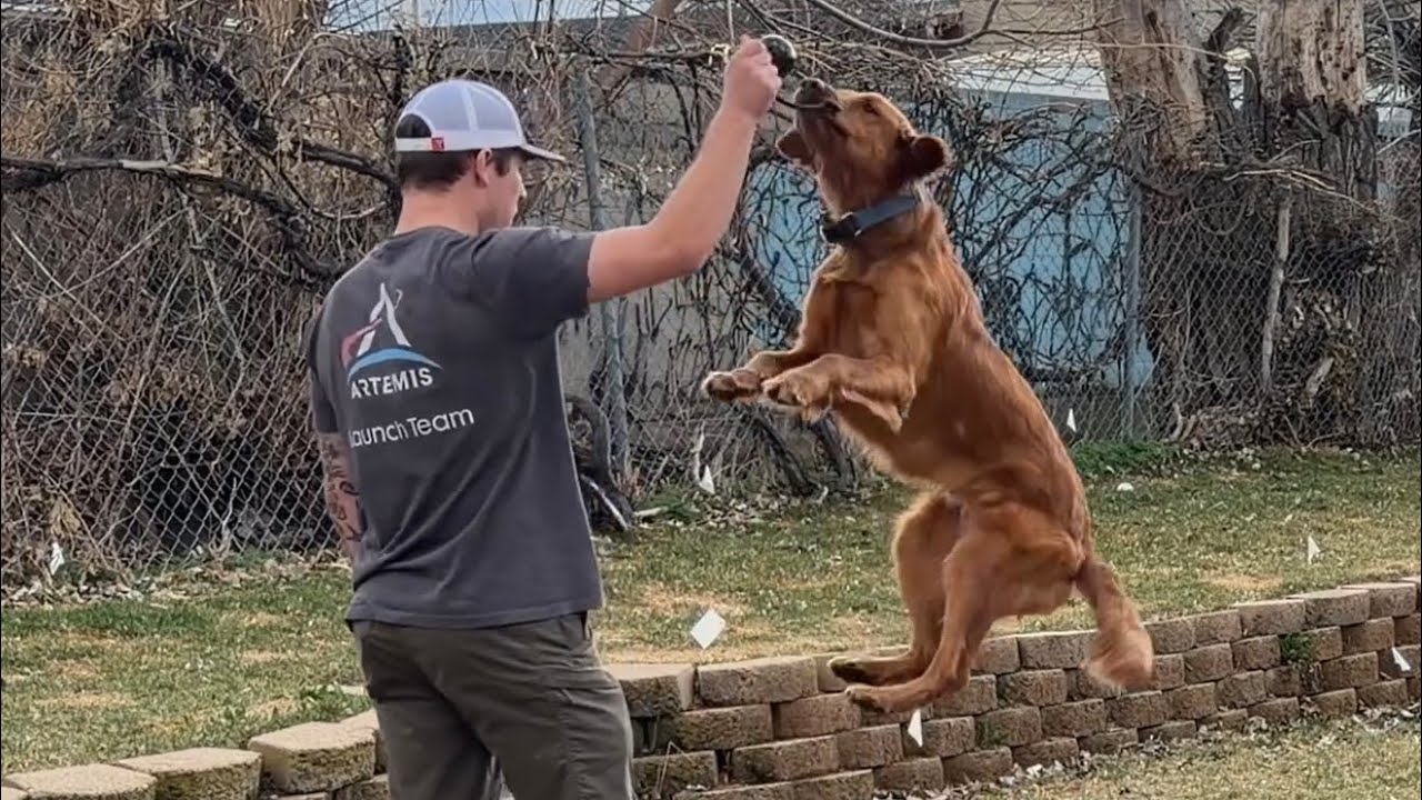 Dog Training - 3/3/2026