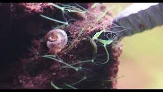 Hydra Viridissima - Hydres Daquarium Deau Douce