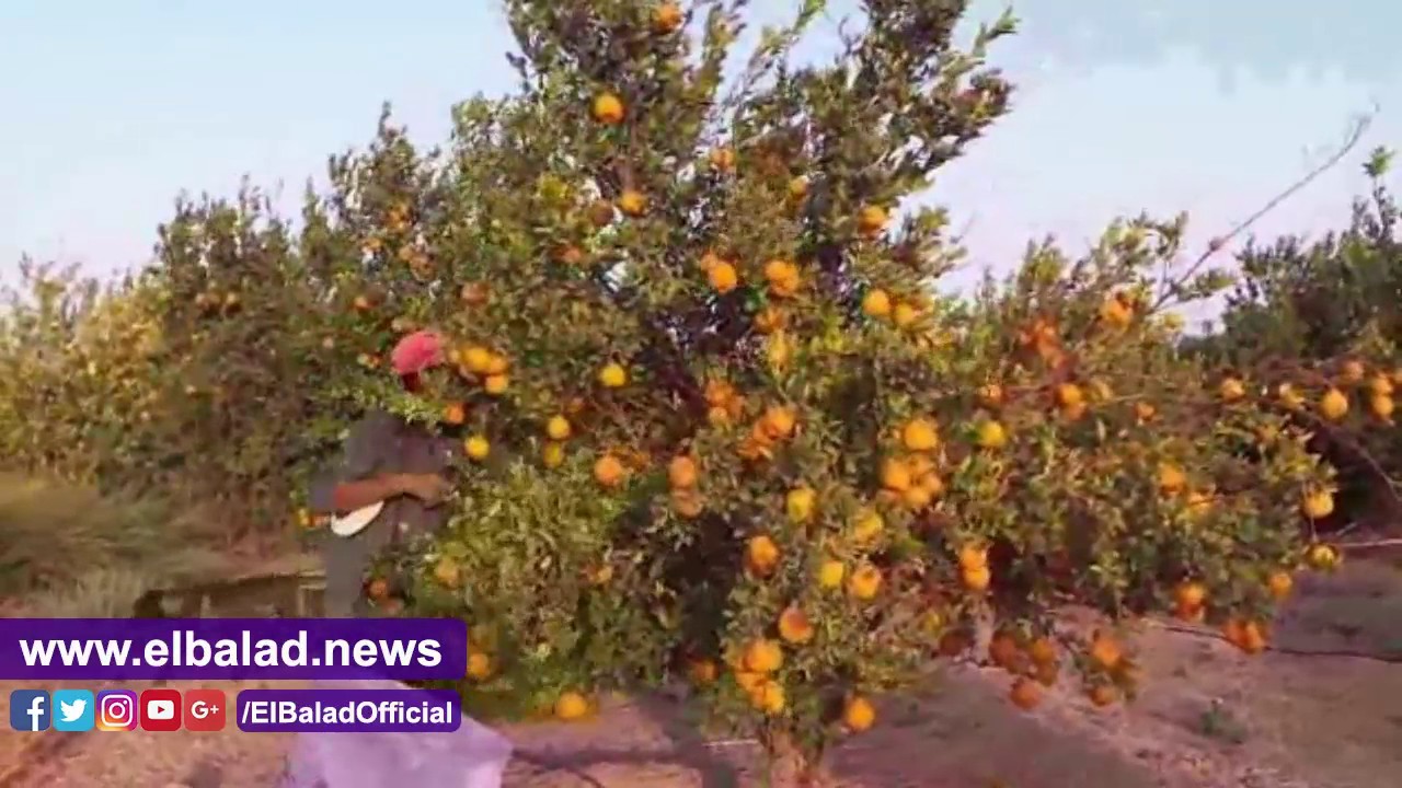 صدي البلد محاصيل مزارع طور سيناء تواجه العطش ألاف الافدنة