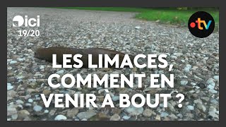 Des limaces à l'attaque, comment les éviter dans le potager ?