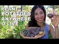 How To Grow Potatoes Anywhere You Live