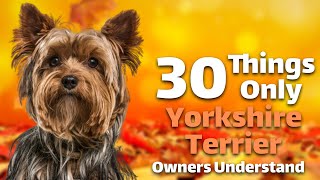 30Things Only Yorkshire Terrier Dog Owners Understand