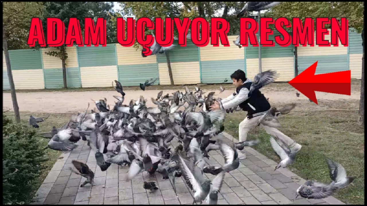 Yabani Güvercinler Arasında Kaçak Avı ( Aralarına Daldı )