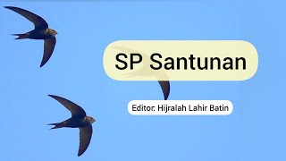 SP SANTUNAN ||SP Pemikat Walet Birahi ||Pertama Di YouTube