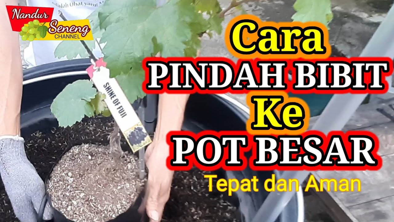 CARA TANAM ANGGUR DALAM POT PART #4 Cara Pindah Bibit dengan Tepat dan Aman