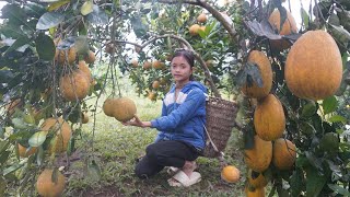 Poor girl - Harvest snails alone and sell grapefruit at the market - Forest life