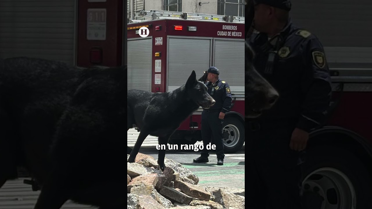 ¿Quién es Togo, el héroe de 4 patas que busca a víctimas del derrumbe en San Antonio Abad?