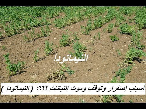 فيديو: نيماتودا الفراولة عديمة الرحمة