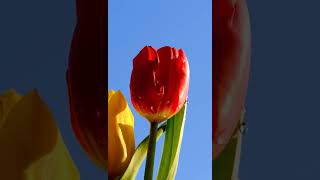 Blütezeit Von Tulpen Im #Garten  #Gartentipps #Gartenarbeit #Gemüsegarten #Garten #Springonshorts